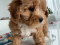 65 günlük maltipoo yavrumuz