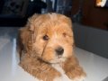 65 günlük maltipoo yavrumuz