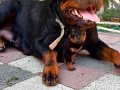 Extrem baba kalite ortada adrk anneden bebekler 