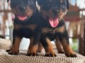 Extrem koca kafa scrli babadan yavrular