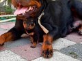 Extrem koca kafa scrli babadan yavrular