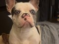 3 Yaşında Dişi French Buldog Blue
