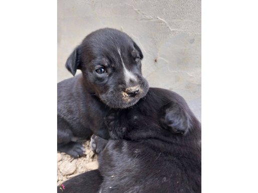 CANE CORSO ANNENİN YAVRULARI SAHİPLENDİRİLECEKKK