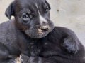 CANE CORSO ANNENİN YAVRULARI SAHİPLENDİRİLECEKKK