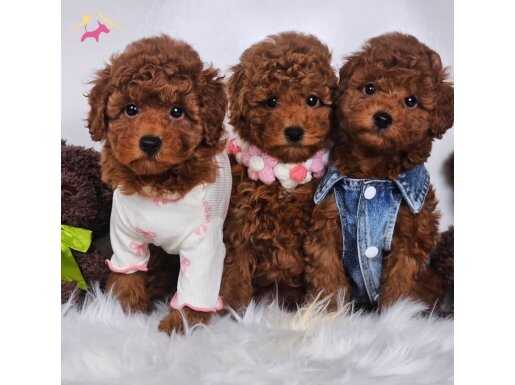 Ped eğitimli toy poodle yavrular 