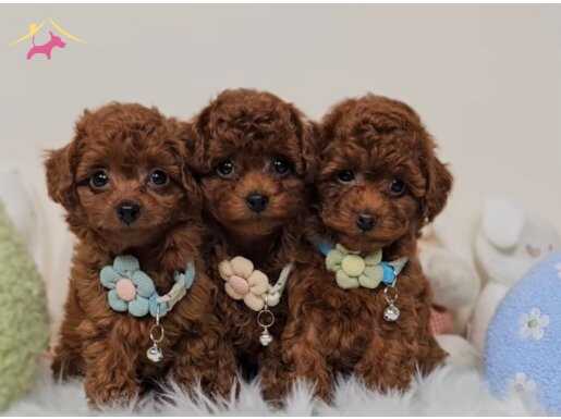 Mini boy toy poodle yavrular 