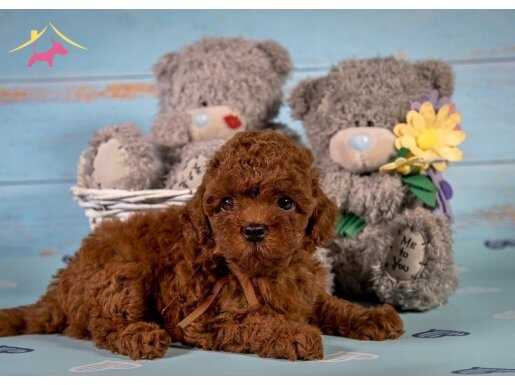 Mini boy toy poodle yavrular 