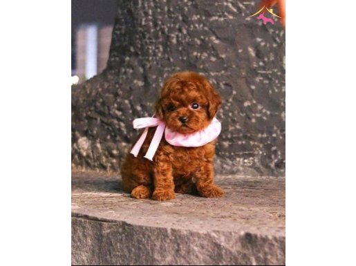 Kore kan poodle yavru 