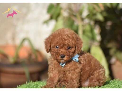 Kore poodle yavrular 