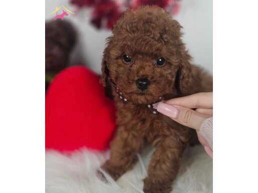 Mini boy red brown toy poodle yavrular
