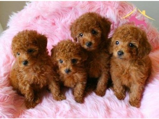 Irk garantili toy poodle yavrular 