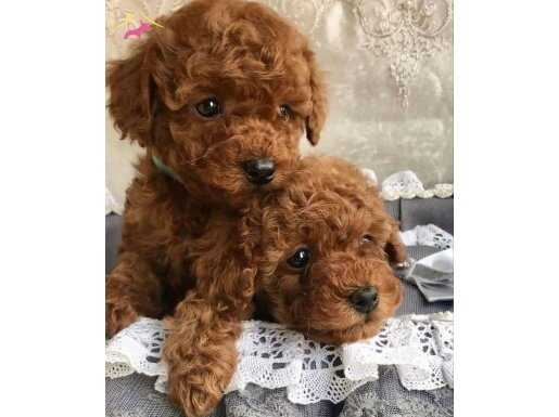 Eğitimli toy poodle yavrular 