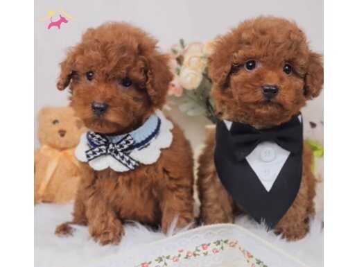 Evinizin neşesi red brown poodle yavrular 