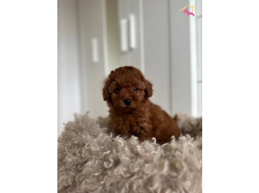 Red brown toy poodle yavrular 