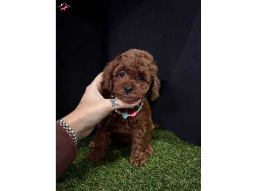 Top quality Kore kan poodle puppies 