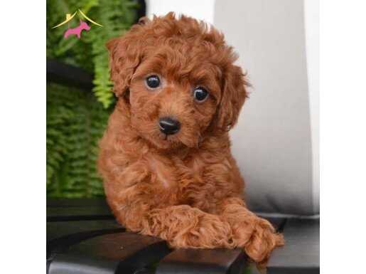 Red brown  toy poodle yavrular 