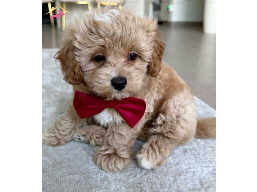 Küçük boyut maltipoo yavrular 
