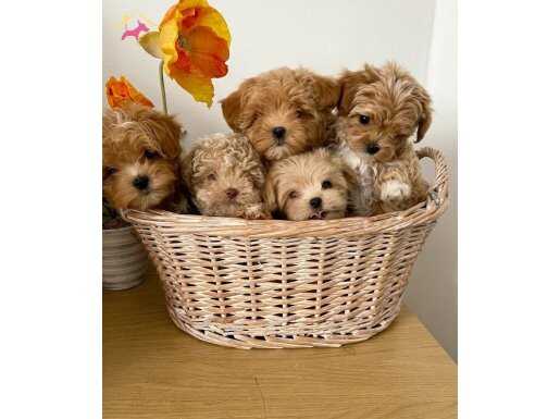 En küçük boyut maltipoo yavru 