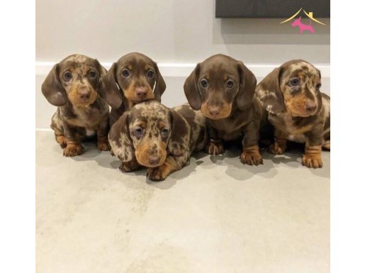Dakhund sossis köpek yavrular 