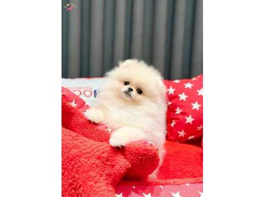 Ayıcık suratlı minik dostunuz yeni yuvalarına hazır 