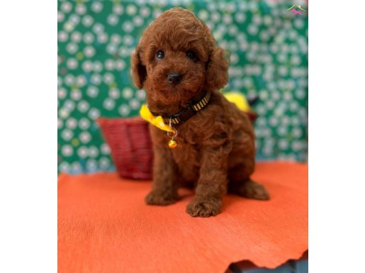 Sağlıklı , aşılı ve sosyal toy poodle yavrular 