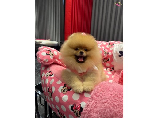 Gerçek ayıcık surat isteyenlere pomeranian boo