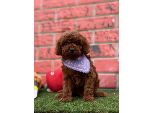 Ev ortamında özenle yetişen , dost canlısı toy poodle yavr
