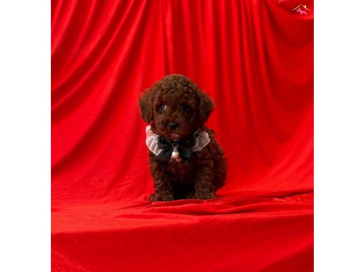 Minik dostlar yeni yuvasına hazır toy poodle 