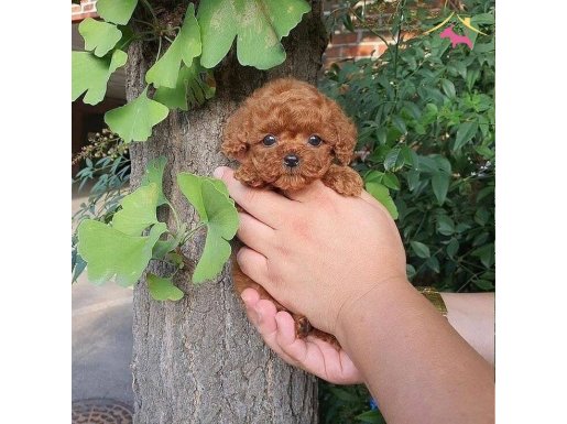 Kore teacup poodle yavrular 