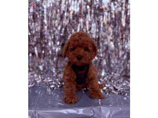 Kıvır kıvır  toy poodle yavrular 