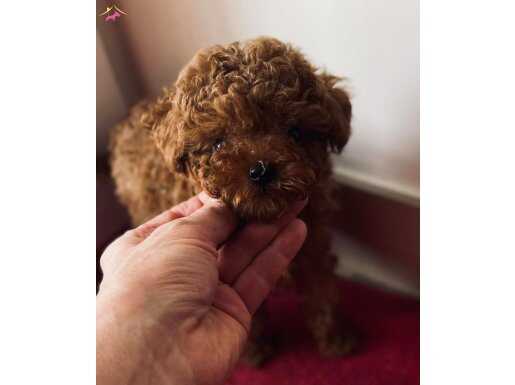 Ev ortamında özenle yetişen dost canlısı toy poodle yavrular