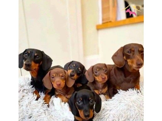 Uzun gövdesi büyük sevgisiyle dakhund yavrular 