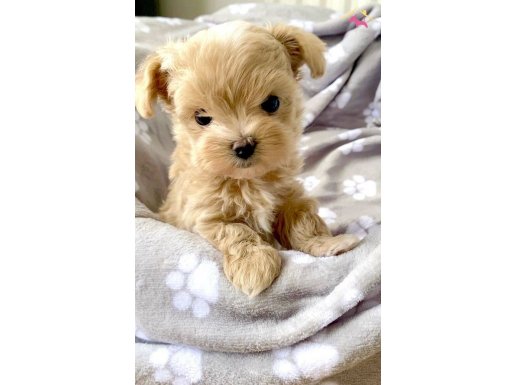 Sıfır numara Kore maltipoo yavrular 