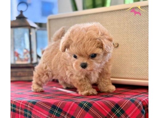 En küçük boyut isteyenlere Kore maltipoo yavrular 