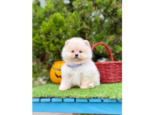 Minik ayıcık pomeranian boo yavrular 
