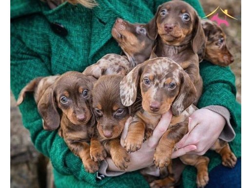 Nadir ırk longhair Dachund yavrular 