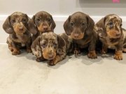 Dakhund sossis köpek yavrular 