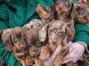 Nadir ırk longhair Dachund yavrular 