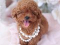 Güzellikte sınır tanımayan Toy poodle yavrular 
