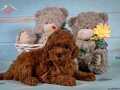 Mini boy toy poodle yavrular 