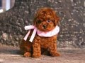 Kore kan poodle yavru 