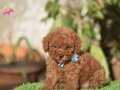 Kore poodle yavrular 