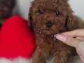 Mini boy red brown toy poodle yavrular