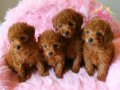 Irk garantili toy poodle yavrular 