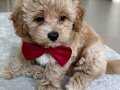 Küçük boyut maltipoo yavrular 