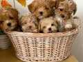 En küçük boyut maltipoo yavru 