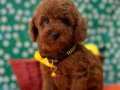 Sağlıklı , aşılı ve sosyal toy poodle yavrular 