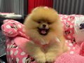 Gerçek ayıcık surat isteyenlere pomeranian boo