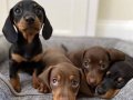 Kısa bacaklı büyük yürekli dachshund yavrular 