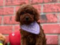 Ev ortamında özenle yetişen , dost canlısı toy poodle yavr